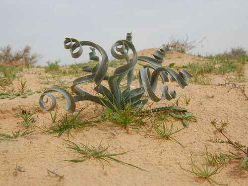 גלבוע גולן - מורה דרך